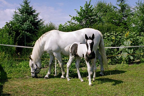 Bild "Andere Tiere:pferd_1gr.jpg"