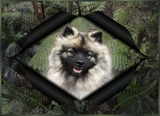 Bild "Unsere Wolfsspitze:kopf_mila.jpg"